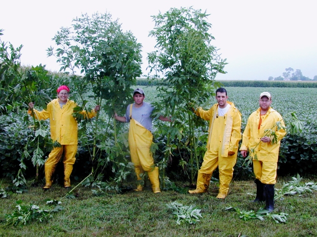 Dawn Nordby, from left, University of Illinois Extension weed specialist, and research assistants Jon Miller, Mike Butler and Phillip Parrish display giant ragweed plants that grew nearly 11 feet tall at the Northern Illinois Agronomy Research Center near DeKalb. The University of Illinois is a member of the Glyphosate, Weeds and Crops Group, which includes Purdue University. (University of Illinois Extension photo/Lyle Paul)