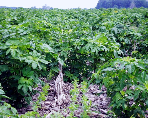 Giant ragweed grows around no-till soybeans that are emerging in a field covered with corn stover. (Purdue Department of Botany and Plant Pathology photo/Bill Johnson)